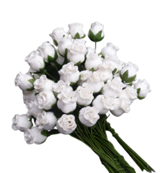 Różyczki zamknięte - białe - 50szt