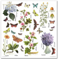 Zestaw papierów do scrapbookingu 30x30 - Herbarium zielnik