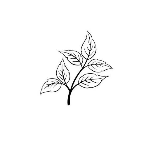 Stempel - Liść gałązka - Agateria, 7827114