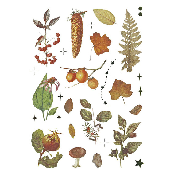 Naklejki foliowe - Grzyby, szyszki, liście