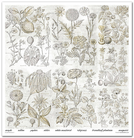 Zestaw papierów do scrapbookingu 30x30 - Itd Collection - Herbarium 2