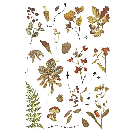 Naklejki foliowe - Grzyby, szyszki, liście