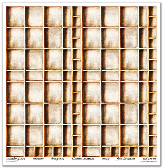 Zestaw papierów do scrapbookingu 30x30 - Itd Collection - Herbarium 2