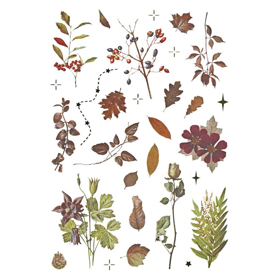 Naklejki foliowe - Grzyby, szyszki, liście