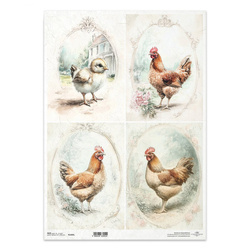 Papier ryżowy do decoupage A3 - kury kurczaki ramki - R1402L - Itd Collection