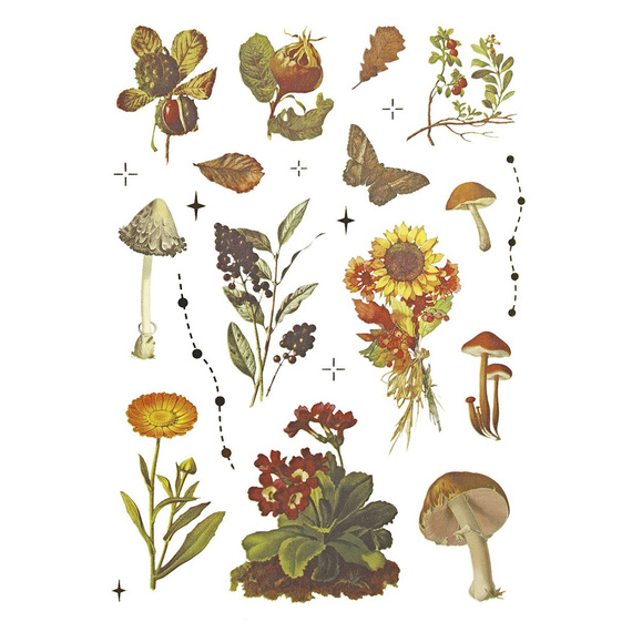 Naklejki foliowe - Grzyby, szyszki, liście