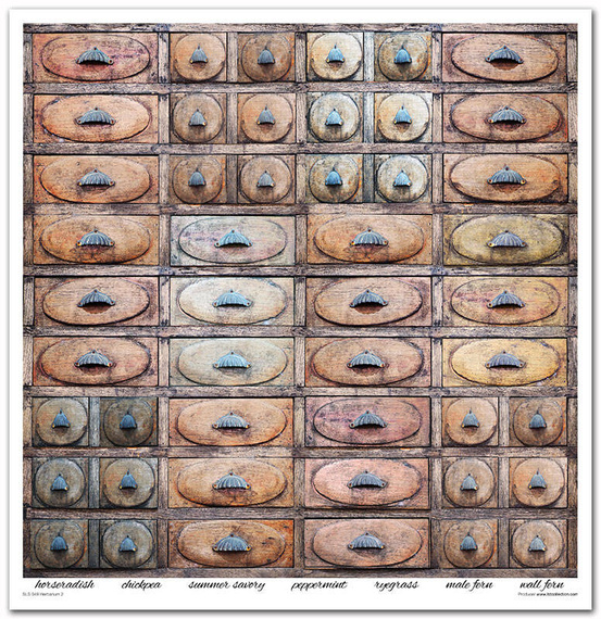 Zestaw papierów do scrapbookingu 30x30 - Itd Collection - Herbarium 2