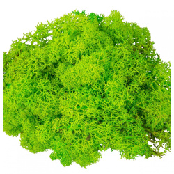 Mech chrobotek jasny zielony trawiasty - naturalna dekoracja florystyczna - 30 g