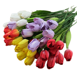 Tulipany - mix kolorowy  - 50szt