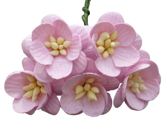 Kwiaty wiśni - dziecięcy róż - 50szt