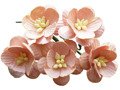 Kwiaty wiśni brzoskwiniowe - 50szt