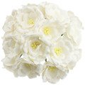 Magnolie białe - 50szt